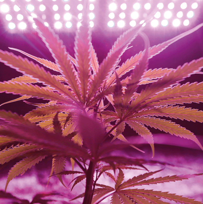 Cannabis-fiori-sezione-infiorescenze